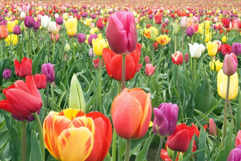 Colorful Tulip Field — Red, Vibrant