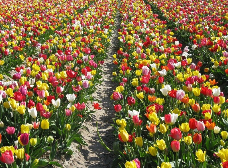 Colorful tulip field rows
