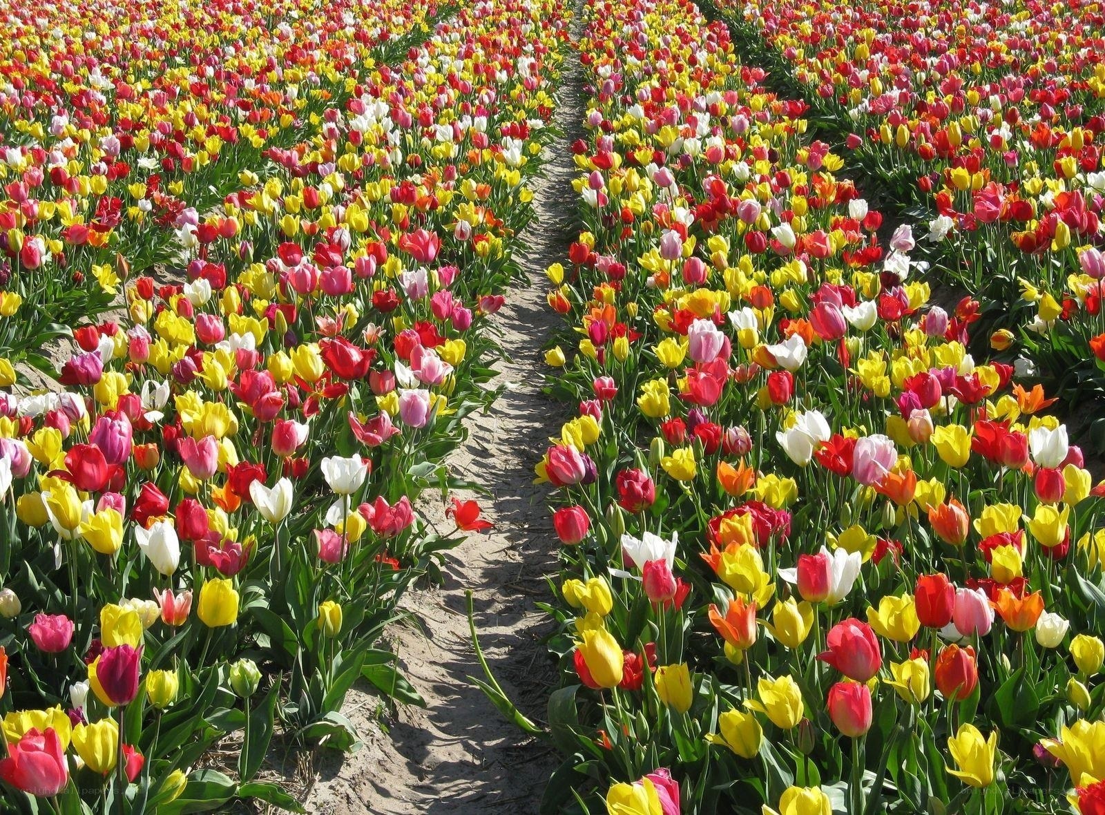 Colorful tulip field rows