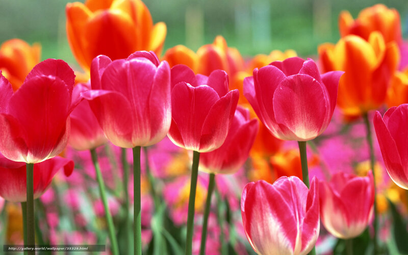 Colorful tulip field