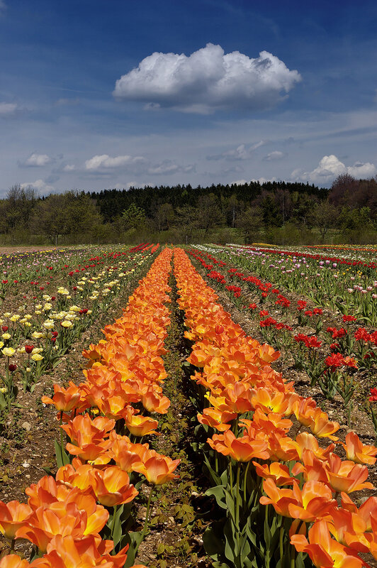 Colorful tulip field under blue sky
