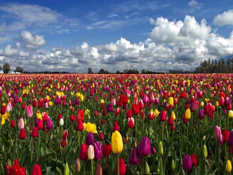 Colorful tulip field under blue sky