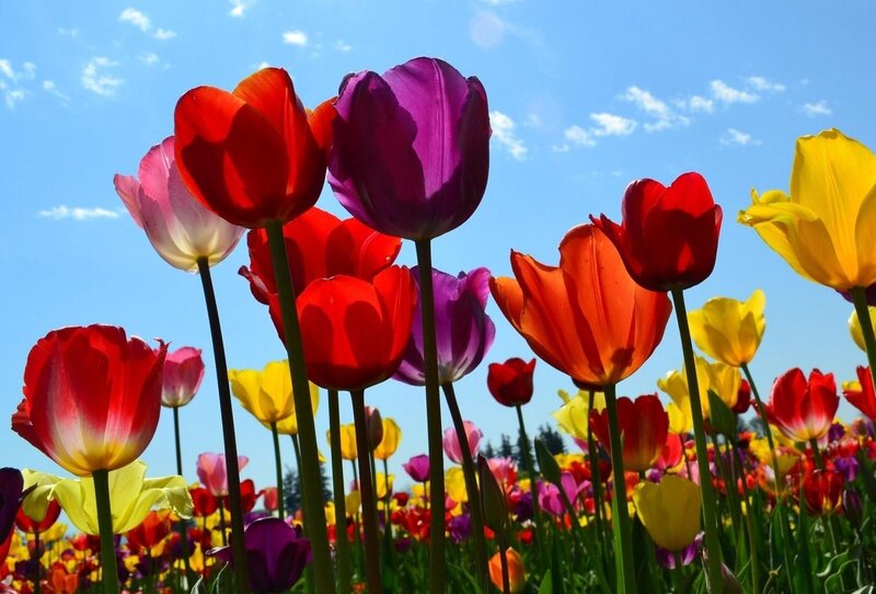 Colorful tulip field under blue sky