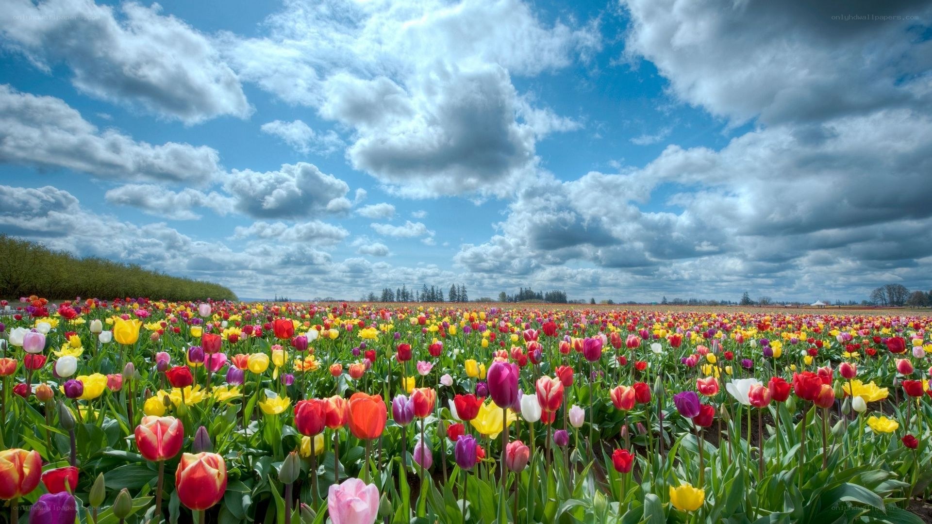 Colorful tulip field under cloudy sky