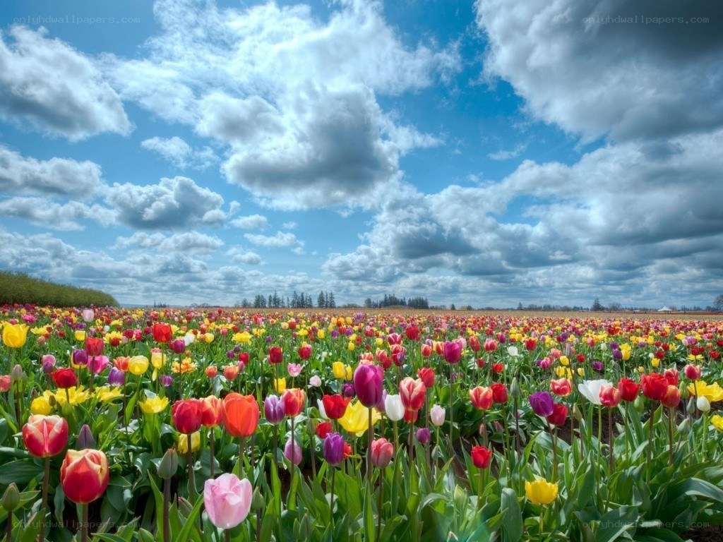 Colorful tulip field under cloudy sky