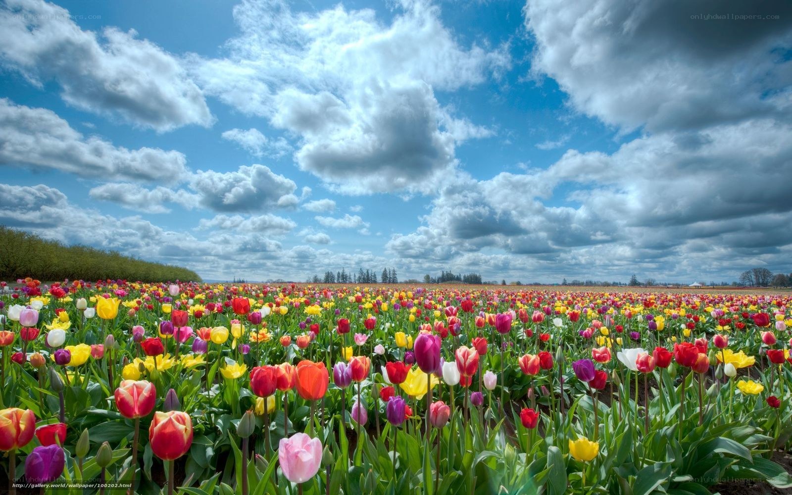 Colorful tulip field under cloudy sky