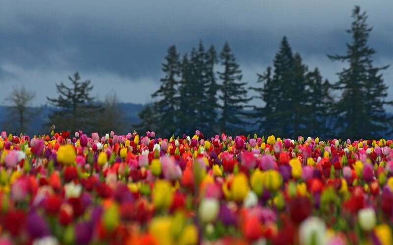 Colorful tulip field under stormy sky