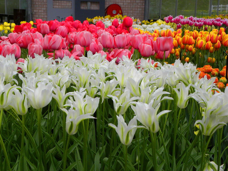 Colorful Tulip Field — White, Serene