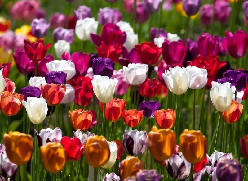 Colorful Tulip Field — White