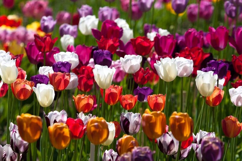 Colorful Tulip Field — White, Vibrant, Spring