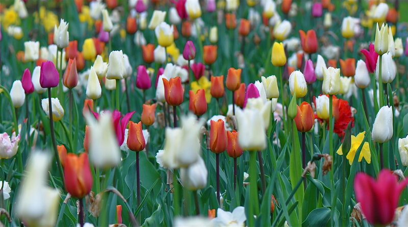 Colorful Tulip Field — White, Vibrant