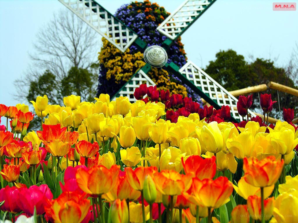 Colorful tulip field with windmill