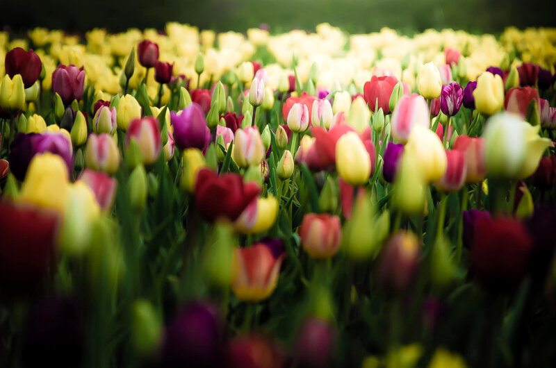Colorful Tulip Field — Yellow, Serene, Spring, Photograph, Flowers, Buds, Green Leaves