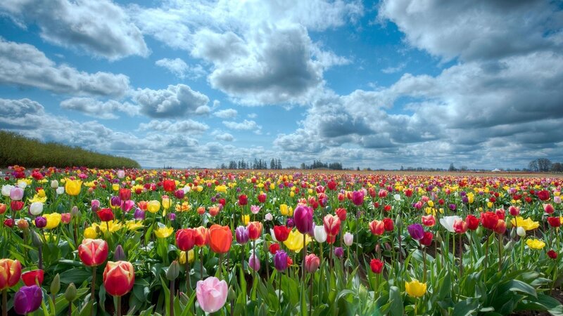Colorful Tulip Field — Yellow, Serene, Spring, Photograph, Flowers