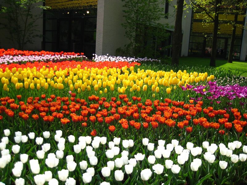 Colorful Tulip Field — Yellow, Serene, Spring, Photograph, Flowers, Trees