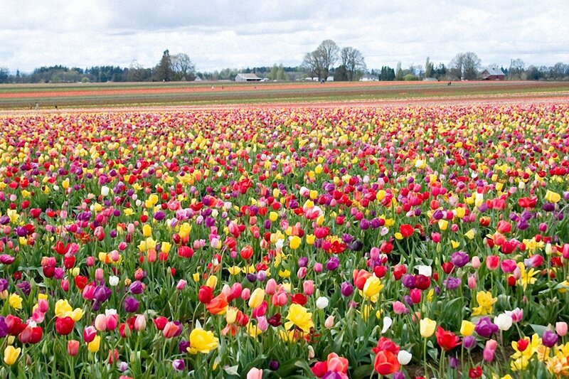 Colorful Tulip Field — Yellow, Serene