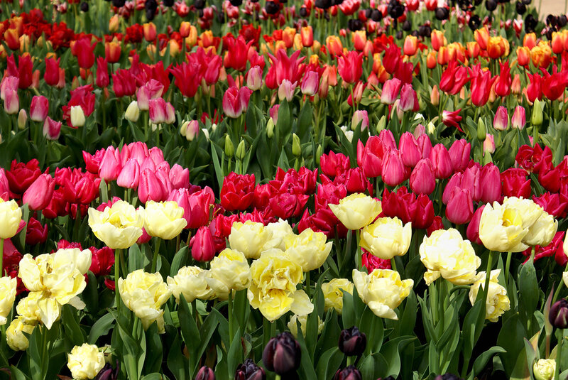 Colorful Tulip Field — Yellow
