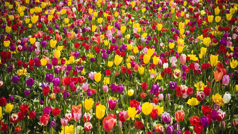 Colorful Tulip Field — Yellow, Vibrant, Afternoon