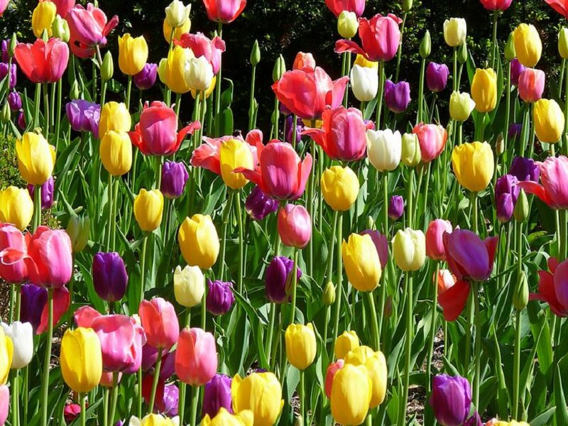 Colorful Tulip Field — Yellow, Vibrant, Spring, Photograph, Flowers