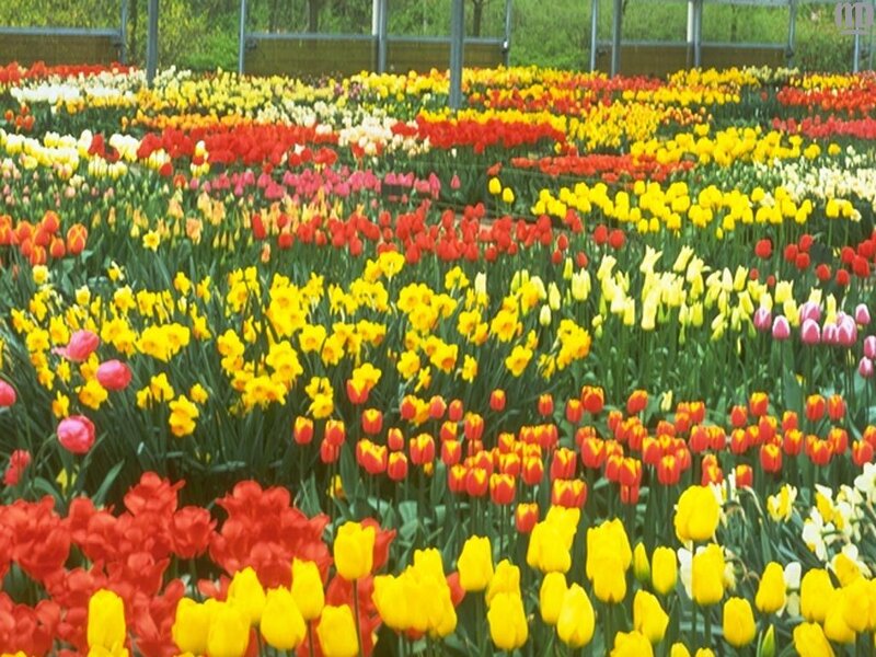 Colorful Tulip Field — Yellow, Vibrant, Spring, Photograph
