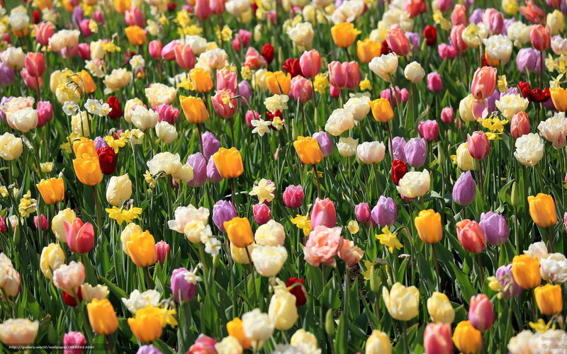 Colorful Tulip Field — Yellow, Vibrant, Spring, Photograph, Tulips, Daffodils