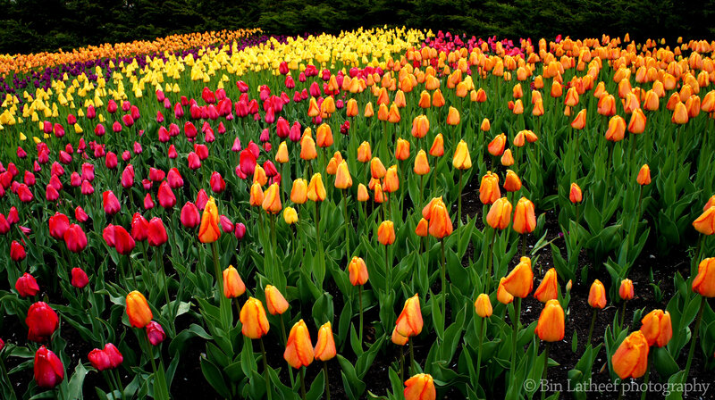 Colorful Tulip Field — Yellow, Vibrant, Spring, Photograph, Tulips