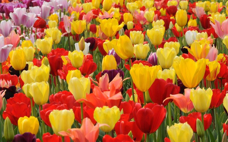 Colorful Tulip Field — Yellow, Vibrant, Spring