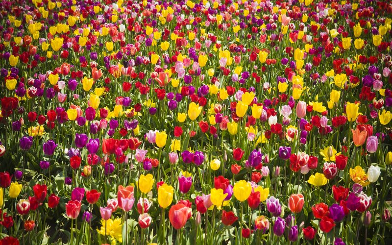 Colorful Tulip Field — Yellow, Vibrant