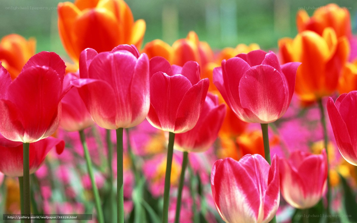 Colorful tulip field