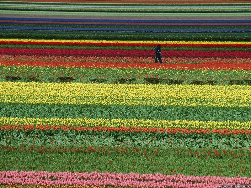 Colorful tulip fields