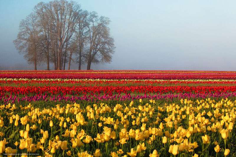 Colorful tulip fields at dawn