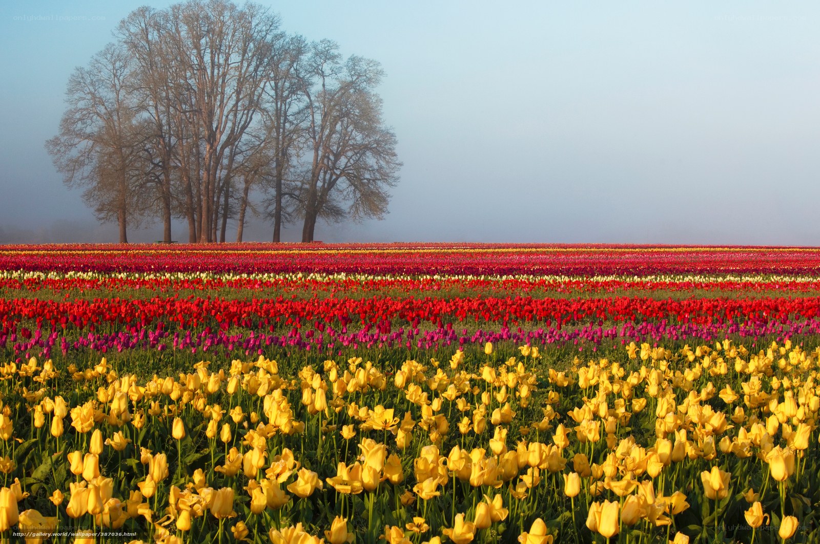 Colorful tulip fields at dawn