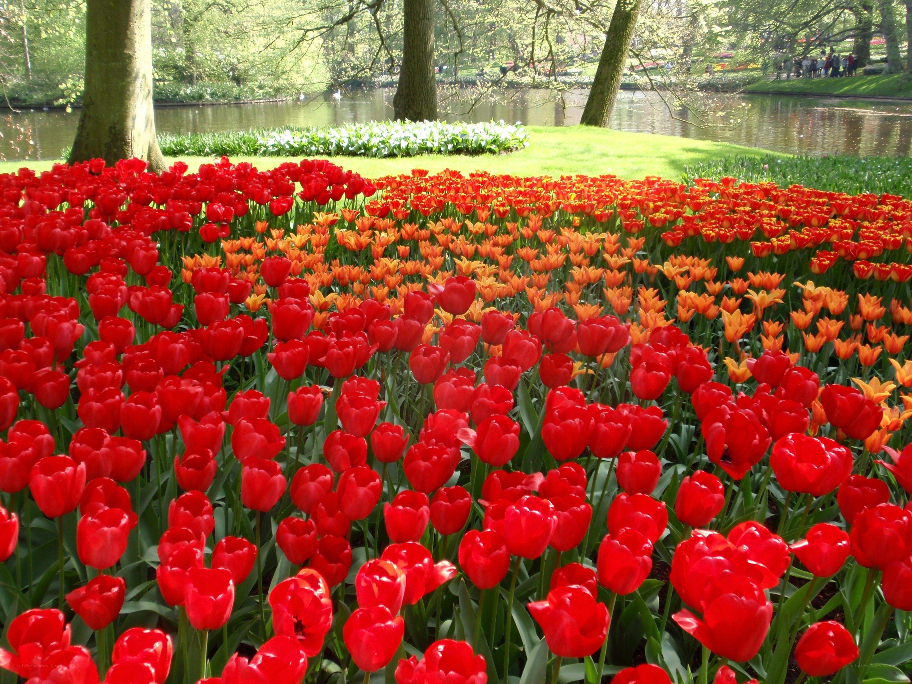 Colorful tulip fields by a pond