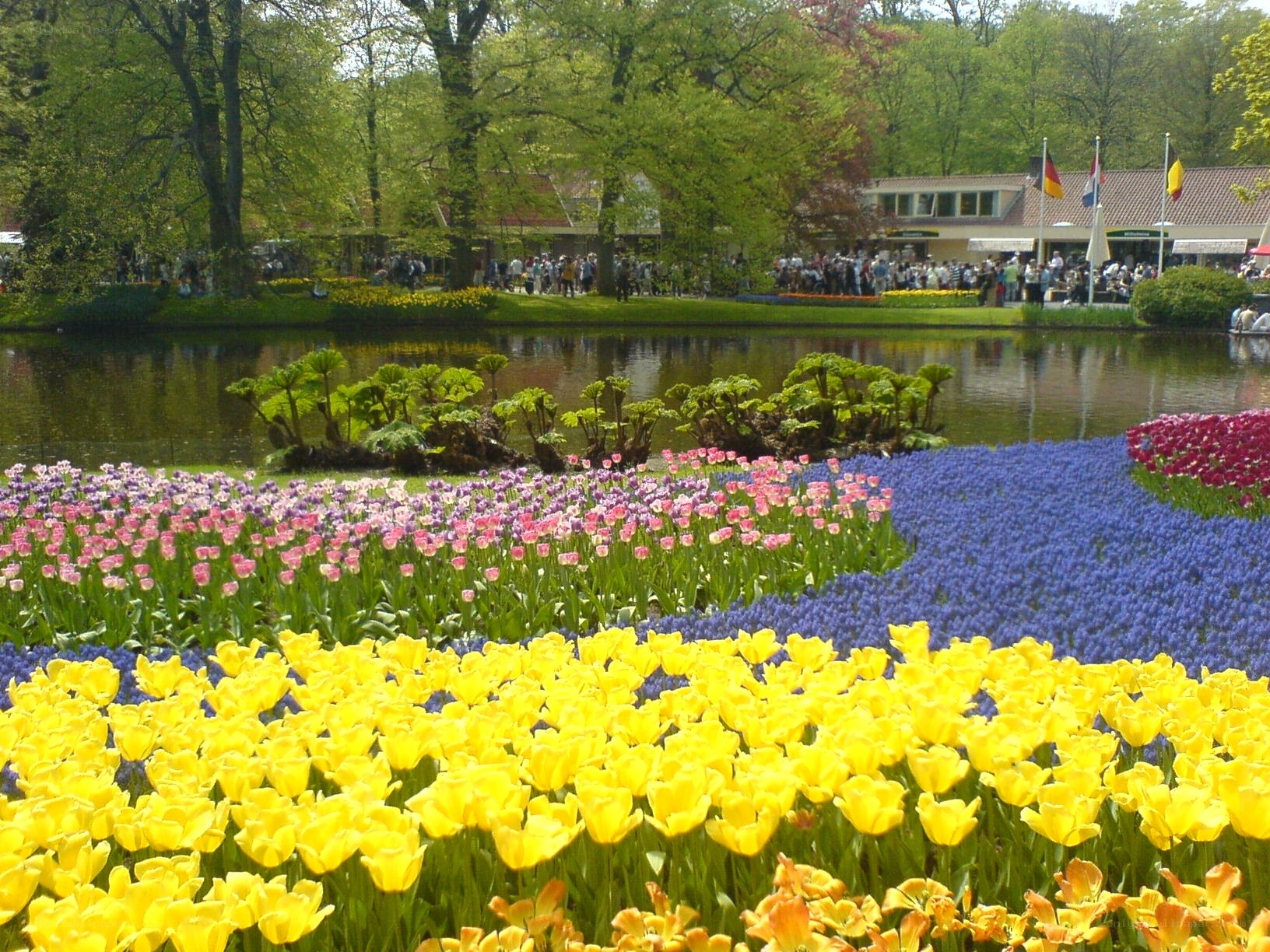 Colorful tulip fields by a pond