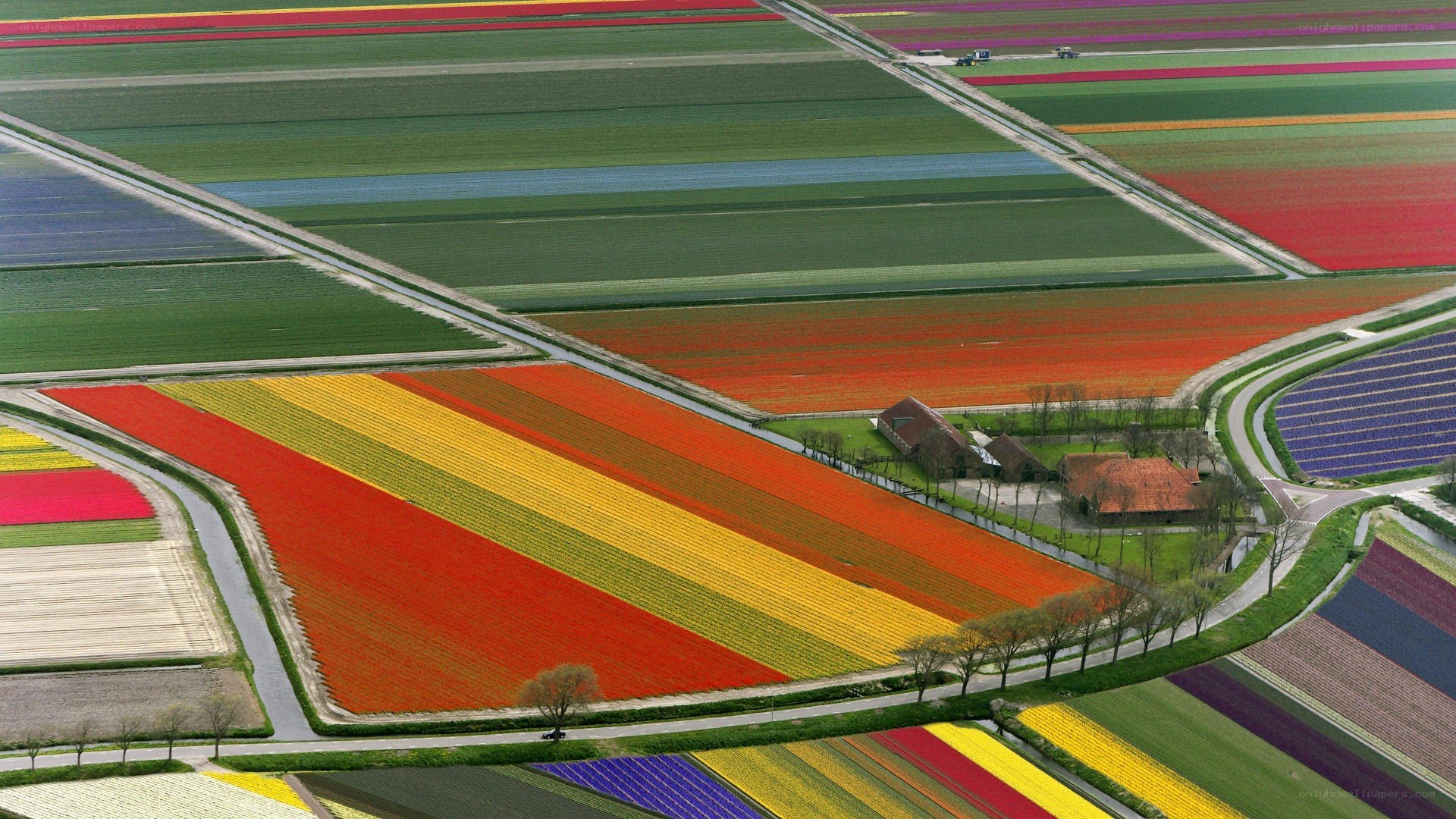 Colorful tulip fields from above