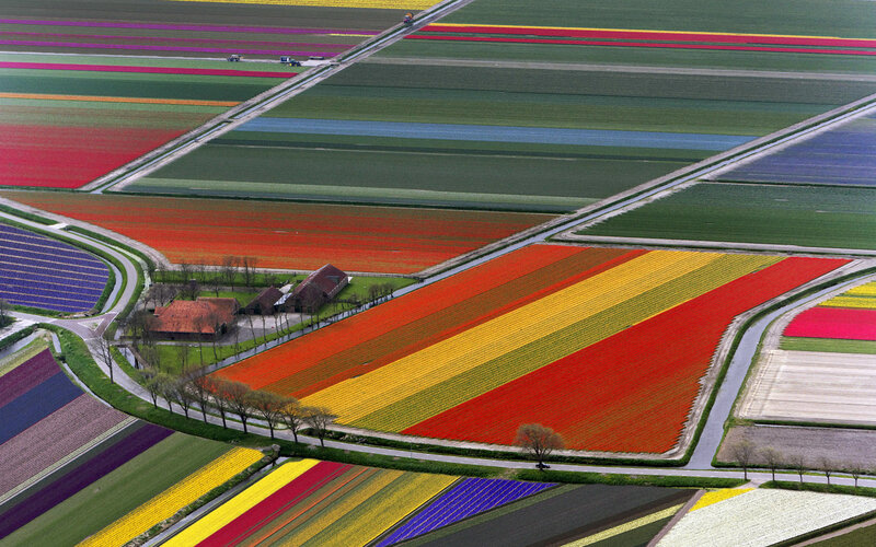 Colorful tulip fields from above