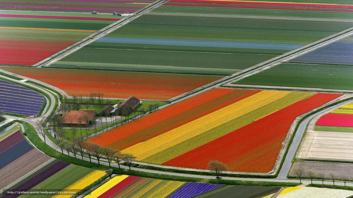 Colorful tulip fields from above