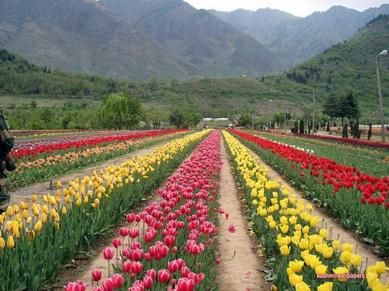 Colorful tulip fields in a mountain valley