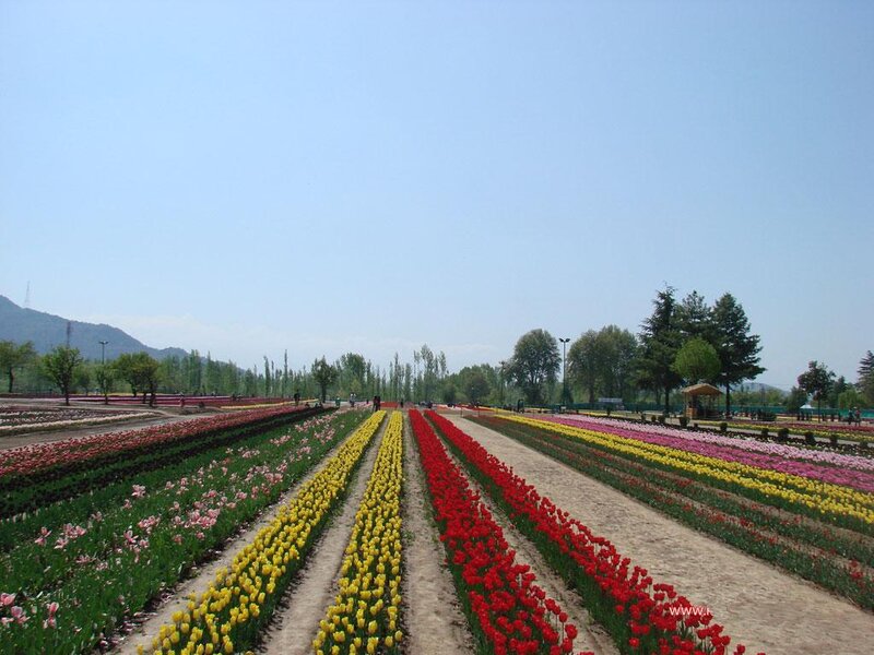 Colorful tulip fields in a park
