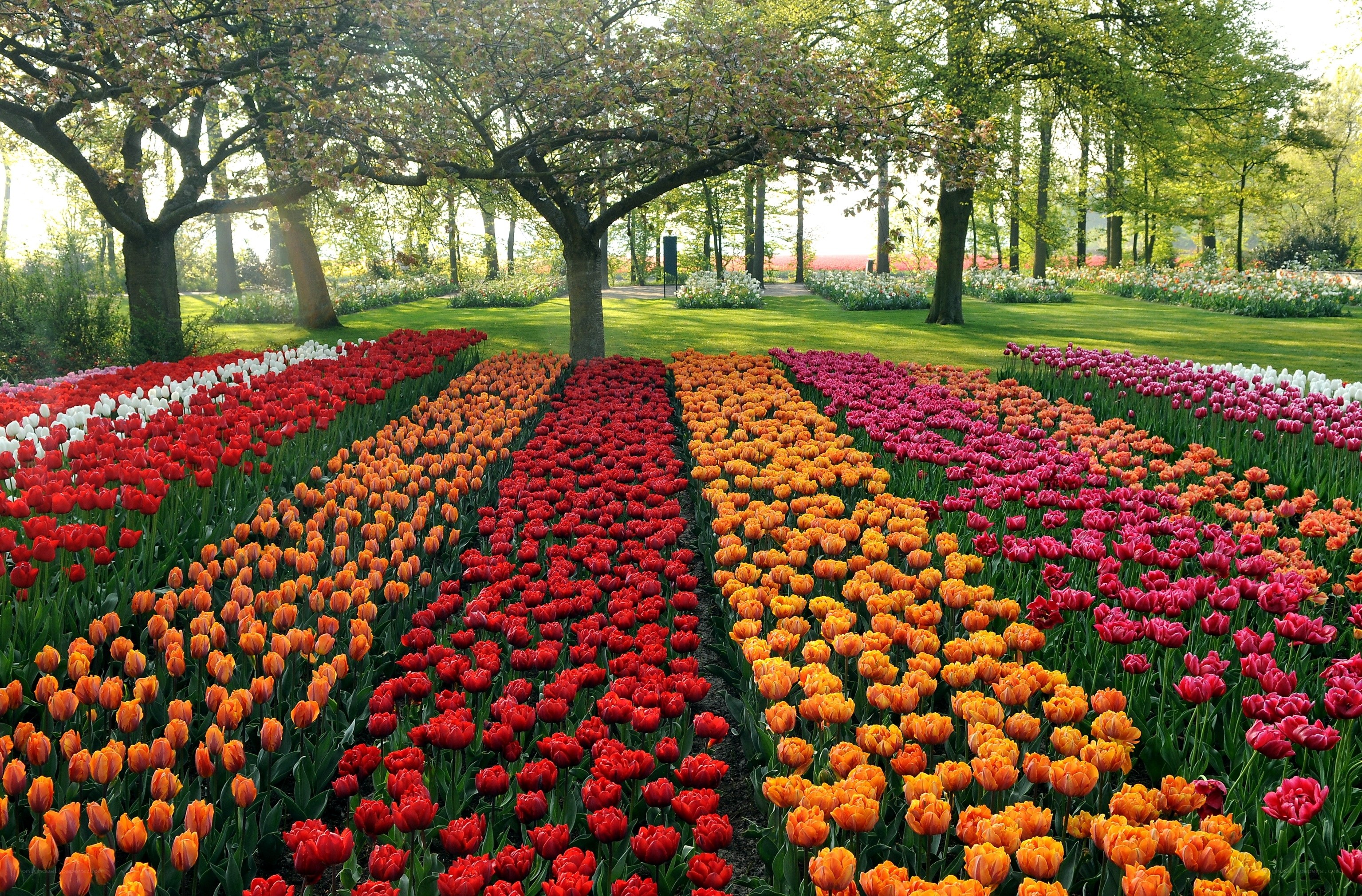 Colorful tulip fields in a park