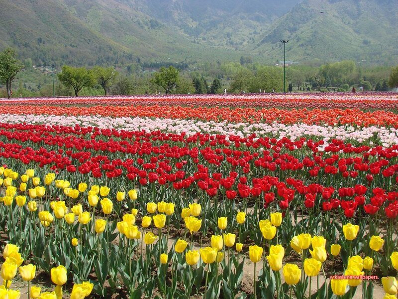 Colorful tulip fields in a valley