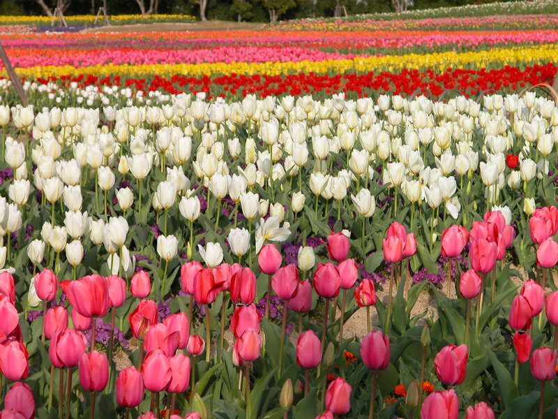 Colorful tulip fields in bloom