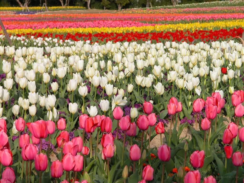 Colorful tulip fields in bloom