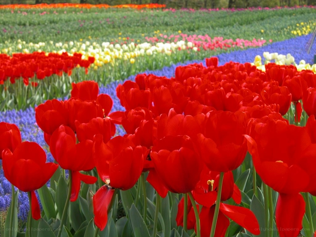 Colorful tulip fields in bloom