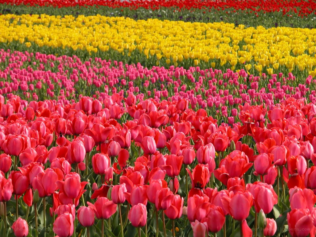 Colorful tulip fields in bloom