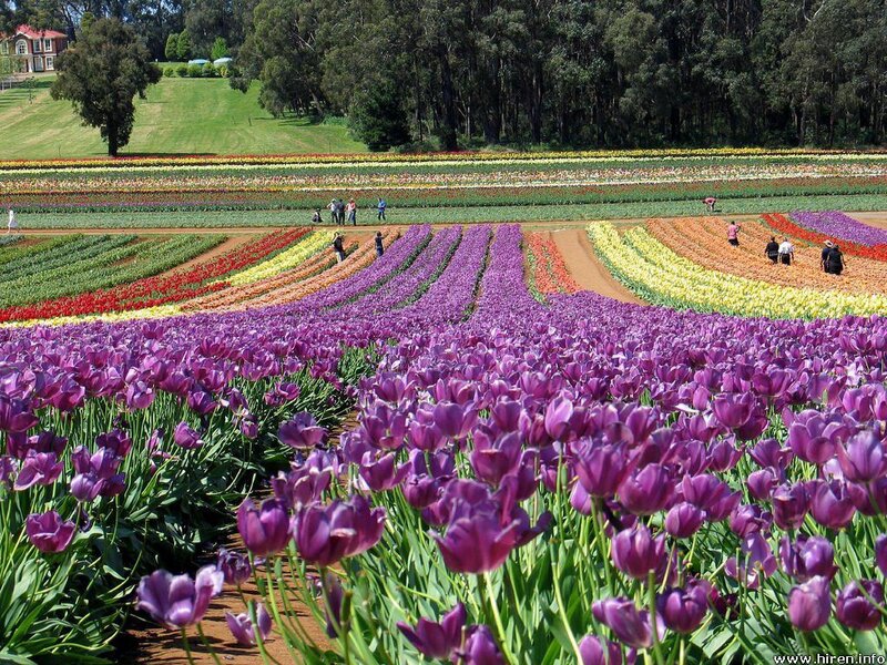 Colorful tulip fields in bloom