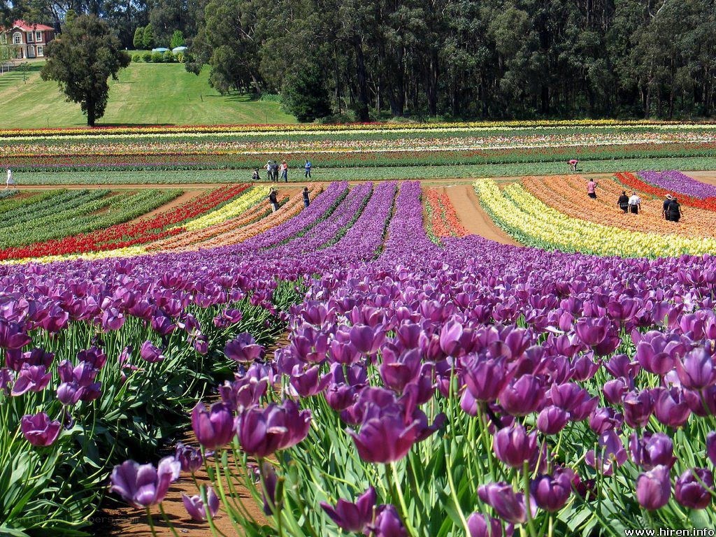 Colorful tulip fields in bloom