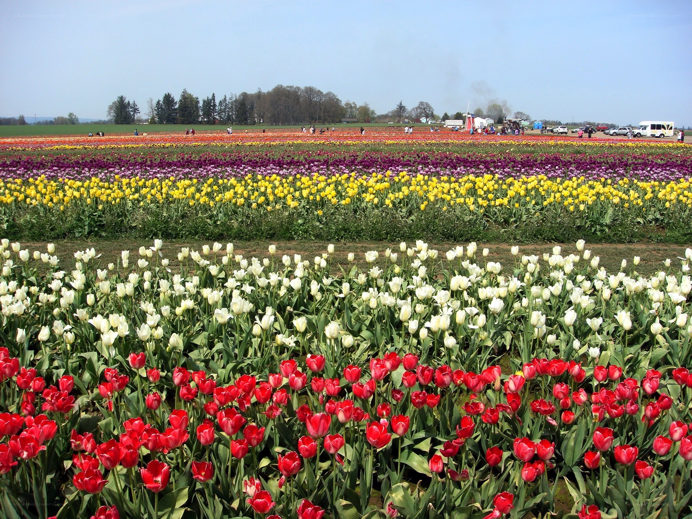 Colorful tulip fields in bloom