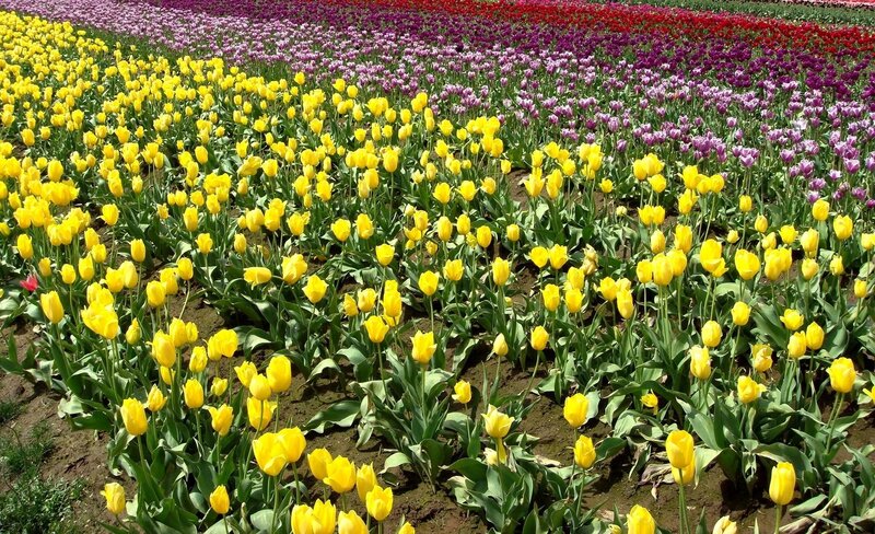 Colorful tulip fields in bloom