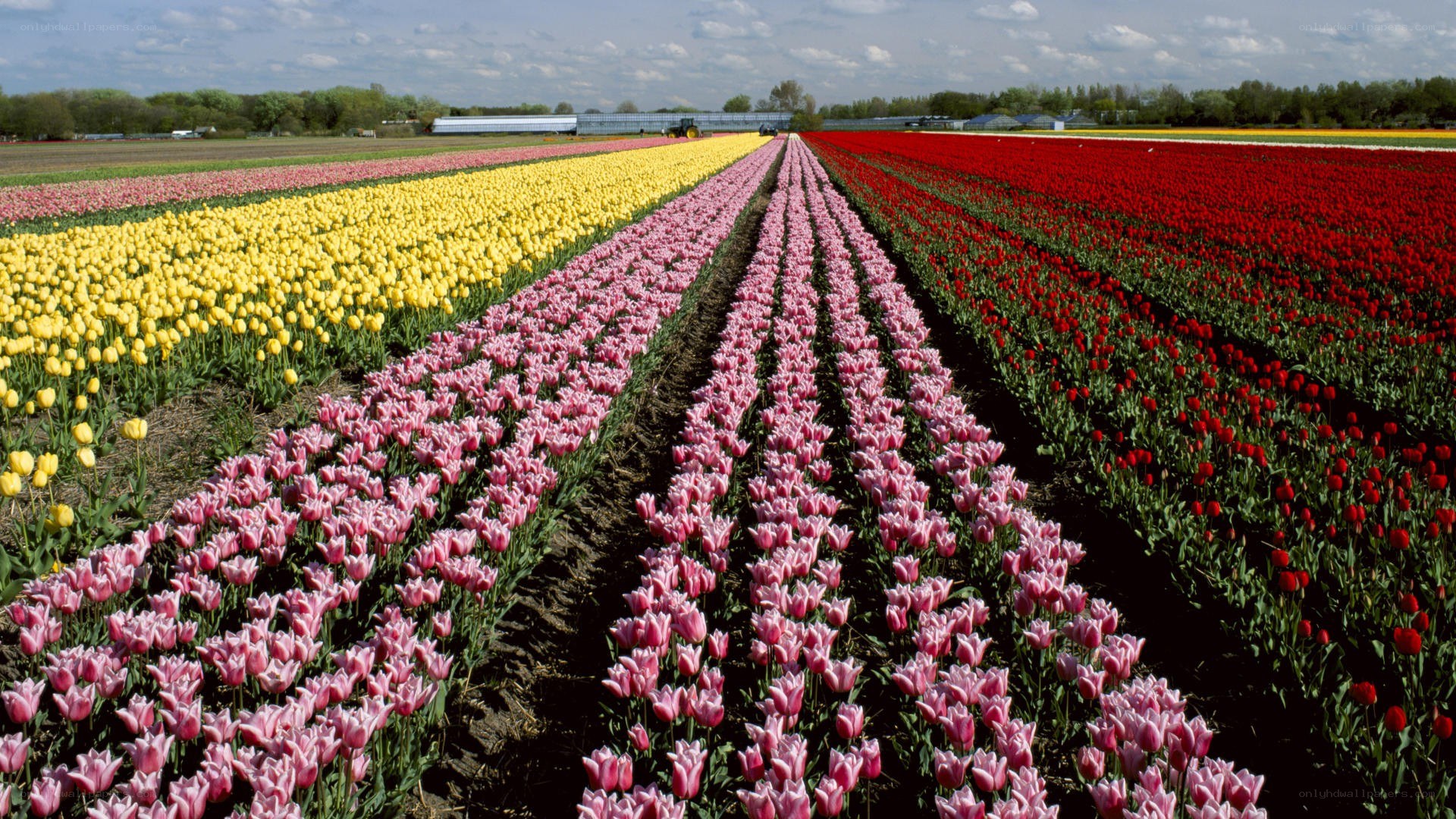 Colorful tulip fields in bloom